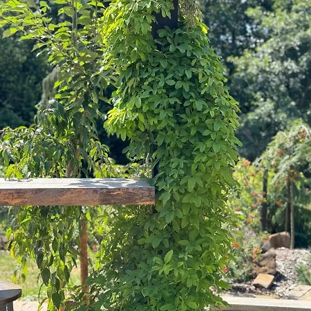 Garden - The Nest بيت للعطل *
